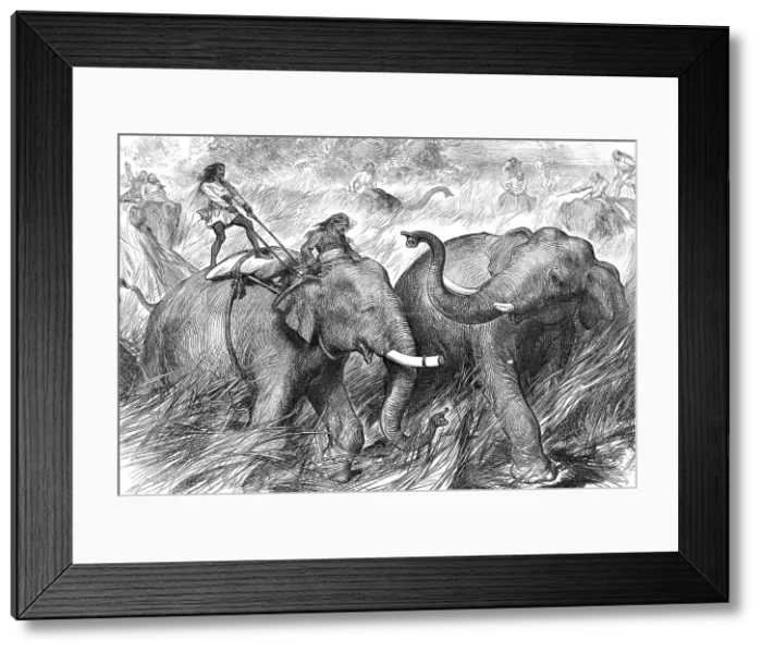 Framed Print : Tame Elephants hunting a Wild Elephant, from a sketch by one of our special artists in India, 1876. Creator: Unknown Framed Print : Tame Elephants hunting a Wild Elephant, from a sketch by one of our special artists in India, 1876. Creator: Unknown