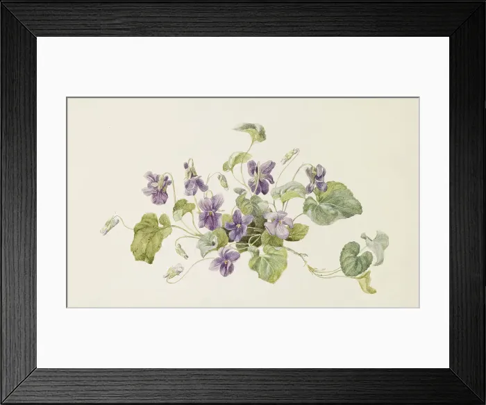 Framed Print : Violets, c1875. Creator: Gerardina Jacoba van de Sande Bakhuyzen Framed Print : Violets, c1875. Creator: Gerardina Jacoba van de Sande Bakhuyzen