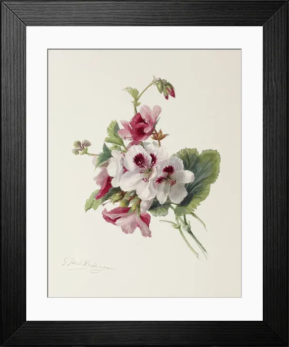 Framed Print : Flower Study, c1875. Creator: Gerardina Jacoba van de Sande Bakhuyzen Framed Print : Flower Study, c1875. Creator: Gerardina Jacoba van de Sande Bakhuyzen