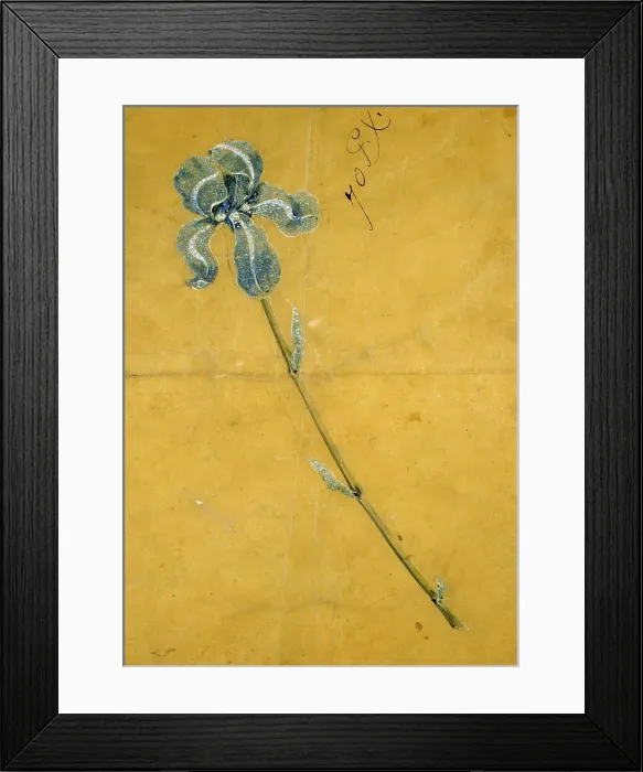 Framed Print : Sketch for the Tiffany Iris Corsage Ornament, c1900. Creator: George Paulding Farnham Framed Print : Sketch for the Tiffany Iris Corsage Ornament, c1900. Creator: George Paulding Farnham