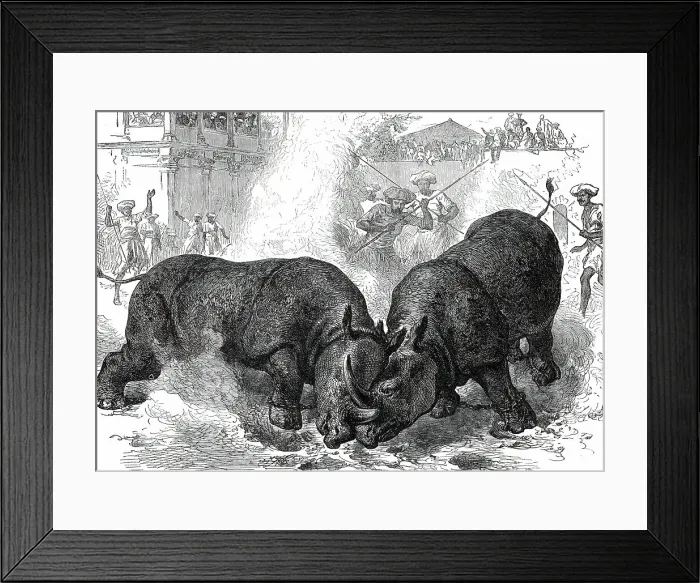 Framed Print : Exhibition of Rhinoceros-Fighting at Baroda, 1876. Creator: Unknown Framed Print : Exhibition of Rhinoceros-Fighting at Baroda, 1876. Creator: Unknown