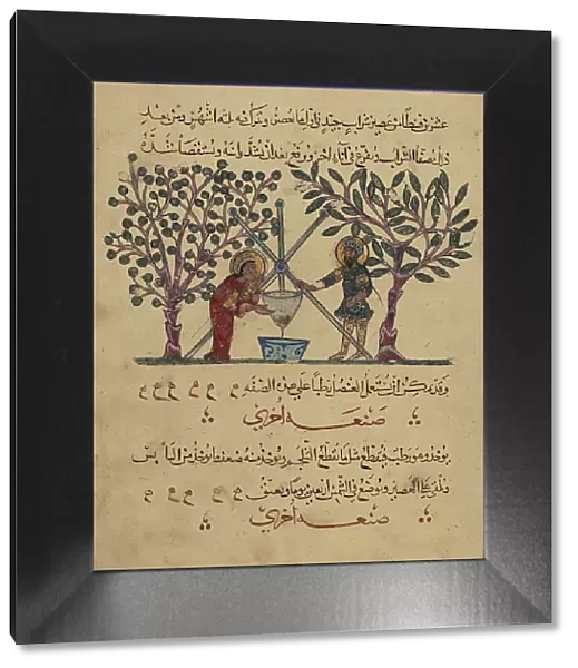Single Leaf from the Arabic Version of Dioscorides De materia medica, Rajab 621 AH / AD 1224. Creator: Unknown
