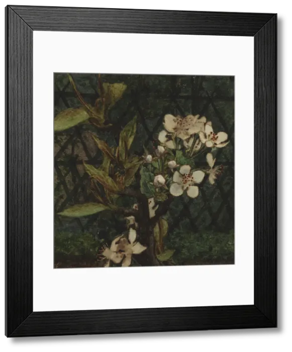 Framed Print : Crab Apple Blossom, 1863. Creator: Leon Bonvin Framed Print : Crab Apple Blossom, 1863. Creator: Leon Bonvin