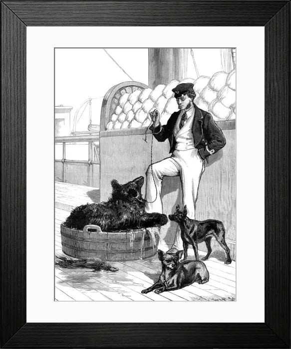 Framed Print : The Prince's Voyage Home from India...Himalayan Black Bear and tailless dog...1876. Creator: W. J. P Framed Print : The Prince's Voyage Home from India...Himalayan Black Bear and tailless dog...1876. Creator: W. J. P