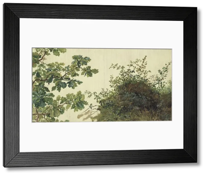 Framed Print : Study of Vegetation, mid-19th century. Creator: Kilian Christoffer Zoll Framed Print : Study of Vegetation, mid-19th century. Creator: Kilian Christoffer Zoll