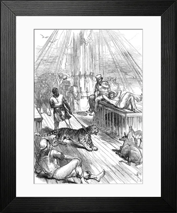 Framed Print : Return of the Prince of Wales from India: Life on Board the Serapis - Tiger and Cheetals...1876. Creator: L.B Framed Print : Return of the Prince of Wales from India: Life on Board the Serapis - Tiger and Cheetals...1876. Creator: L.B