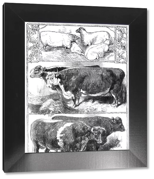 Prize animals of the Smithfield Club Cattle Show, 1860. Creator: Unknown