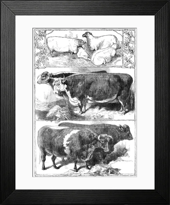 Framed Print : Prize animals of the Smithfield Club Cattle Show, 1860. Creator: Unknown Framed Print : Prize animals of the Smithfield Club Cattle Show, 1860. Creator: Unknown