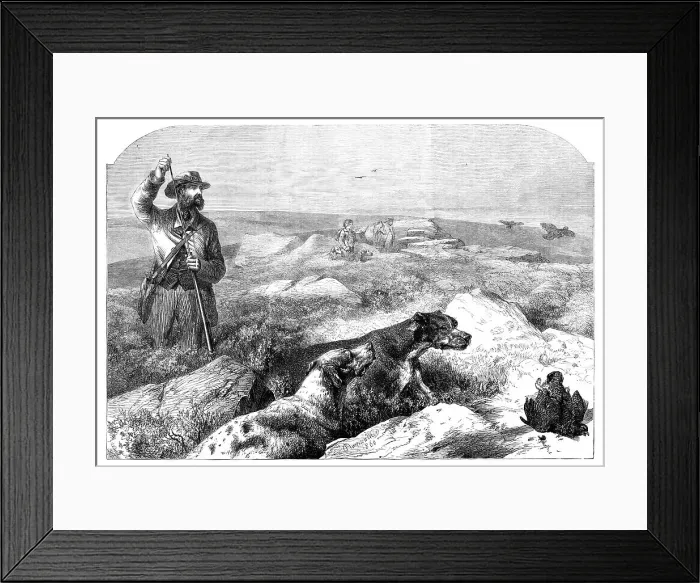 Framed Print : Grouse-shooting - from a drawing by Harrison Weir, 1860. Creator: Unknown Framed Print : Grouse-shooting - from a drawing by Harrison Weir, 1860. Creator: Unknown
