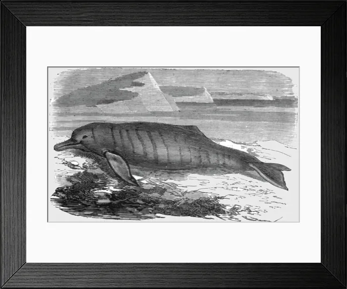 Framed Print : The Bouto, or Fresh-water Dolphin, of the Amazons, 1875. Creator: Unknown Framed Print : The Bouto, or Fresh-water Dolphin, of the Amazons, 1875. Creator: Unknown