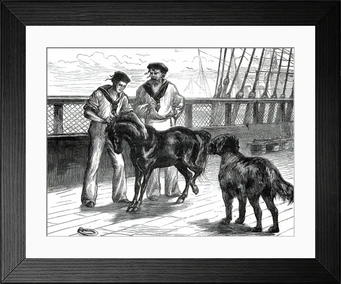 Framed Print : Return of the Prince of Wales from India: life on board the Serapis: Pony and Thibet Dog...1876. Creator: Unknown Framed Print : Return of the Prince of Wales from India: life on board the Serapis: Pony and Thibet Dog...1876. Creator: Unknown