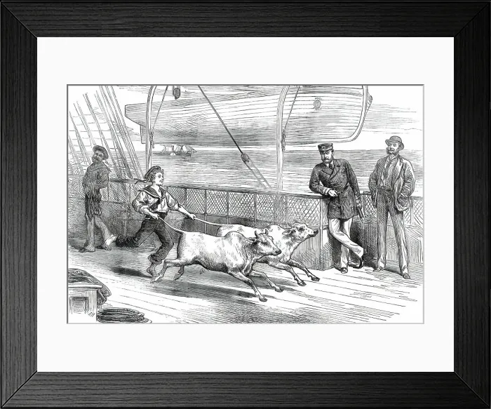 Framed Print : The Prince's Voyage Home from India: life on board the Serapis: exercising the Gainees'...1876. Creator: Unknown. The Prince's Voyage Home from India: life on board the Serapis: exercising the Gainees'...1876. Creator: Unknown Framed Print : The Prince's Voyage Home from India: life on board the Serapis: exercising the Gainees'...1876. Creator: Unknown. The Prince's Voyage Home from India: life on board the Serapis: exercising the Gainees'...1876. Creator: Unknown