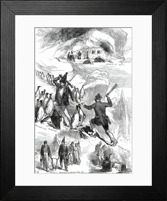 Framed Print : Life on the Crozet Islands, from sketches supplied by Mr. Spencer Joslen, 1876. Creator: C.R Framed Print : Life on the Crozet Islands, from sketches supplied by Mr. Spencer Joslen, 1876. Creator: C.R