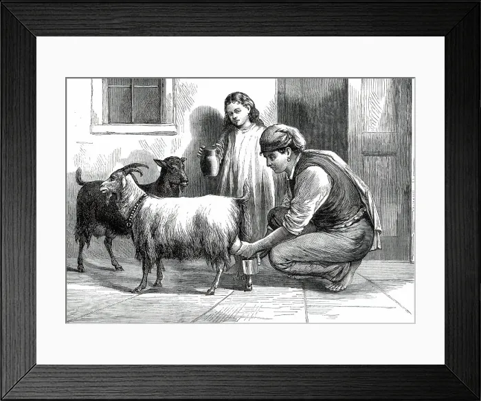 Framed Print : A Maltese Milkman, 1876. Creator: Unknown Framed Print : A Maltese Milkman, 1876. Creator: Unknown
