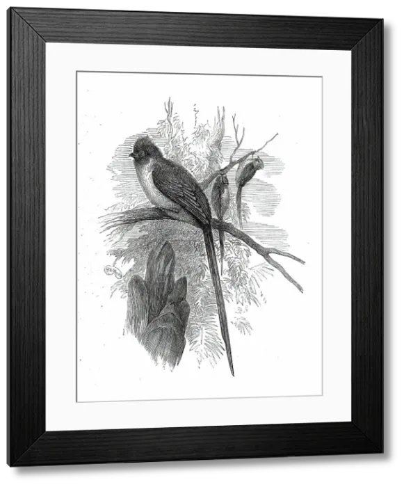 Framed Print : Chestnut-backed Coly, at the Zoological Society's Gardens...1876. Creator: Unknown Framed Print : Chestnut-backed Coly, at the Zoological Society's Gardens...1876. Creator: Unknown