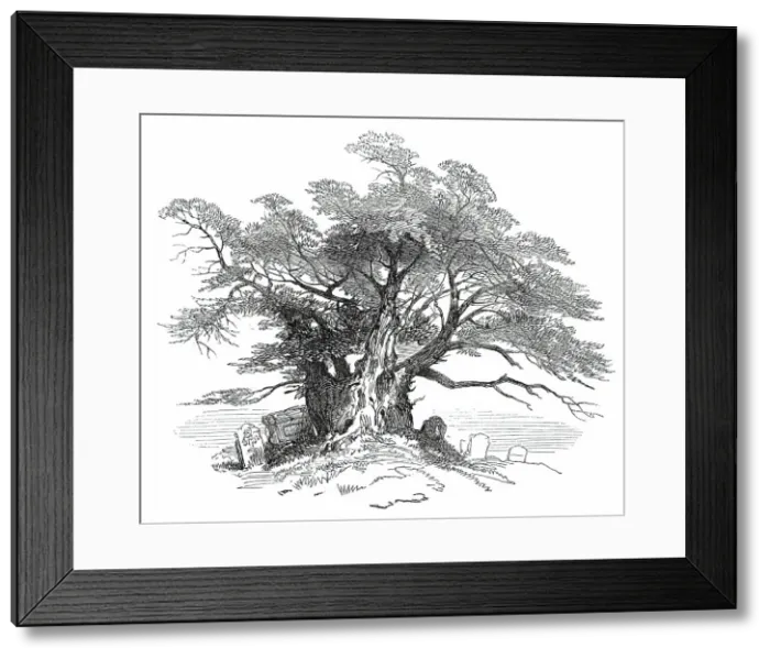 Framed Print : Leaves from a Sketch-Book - Bits of Kent: Yew-Tree, Horton Kirby, 1876. Creator: Unknown Framed Print : Leaves from a Sketch-Book - Bits of Kent: Yew-Tree, Horton Kirby, 1876. Creator: Unknown
