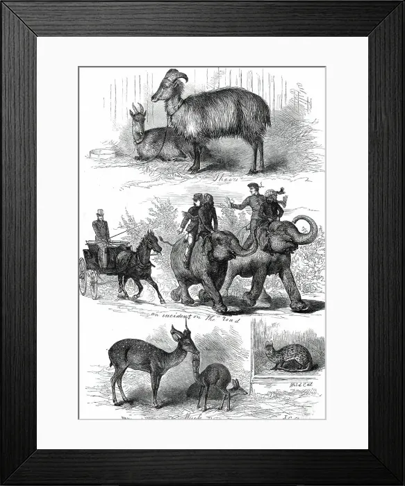 Framed Print : The Prince of Wales's Animals from India, 1876. Creator: J. G Framed Print : The Prince of Wales's Animals from India, 1876. Creator: J. G