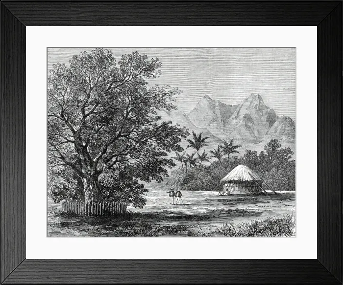 Framed Print : Sketches from H.M.S. Challenger, by Mr. J. J. Wild: Tamarind Tree...1876. Creator: Unknown Framed Print : Sketches from H.M.S. Challenger, by Mr. J. J. Wild: Tamarind Tree...1876. Creator: Unknown