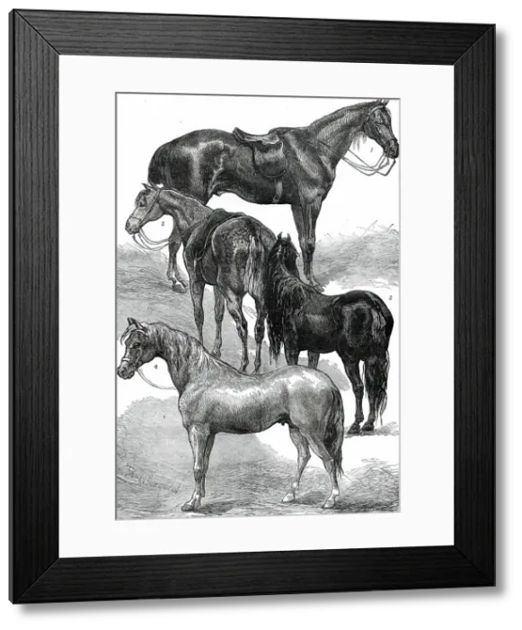 Framed Print : The Horse Show at the Agricultural Hall, Islington, 1876. Creator: Unknown Framed Print : The Horse Show at the Agricultural Hall, Islington, 1876. Creator: Unknown