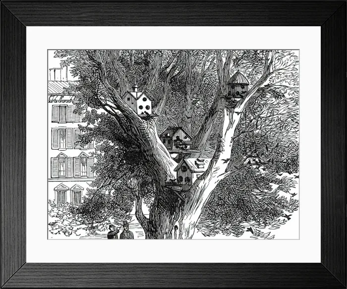 Framed Print : Sparrow-Nests in Philadelphia, 1876. Creator: Unknown Framed Print : Sparrow-Nests in Philadelphia, 1876. Creator: Unknown