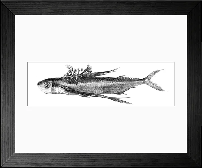 Framed Print : Flying fish, with a Parasitic Growth on its Back, 1858. Creator: Unknown Framed Print : Flying fish, with a Parasitic Growth on its Back, 1858. Creator: Unknown
