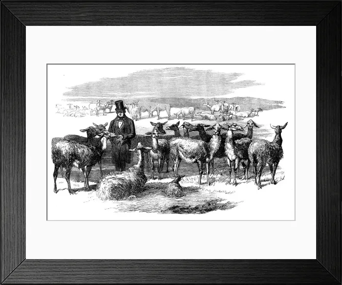 Framed Print : Flock of Lllamas, just imported from Peru, 1858. Creator: Unknown Framed Print : Flock of Lllamas, just imported from Peru, 1858. Creator: Unknown