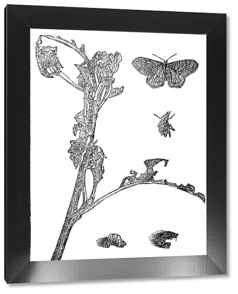 Winter Moths, 1858. Creator: Unknown