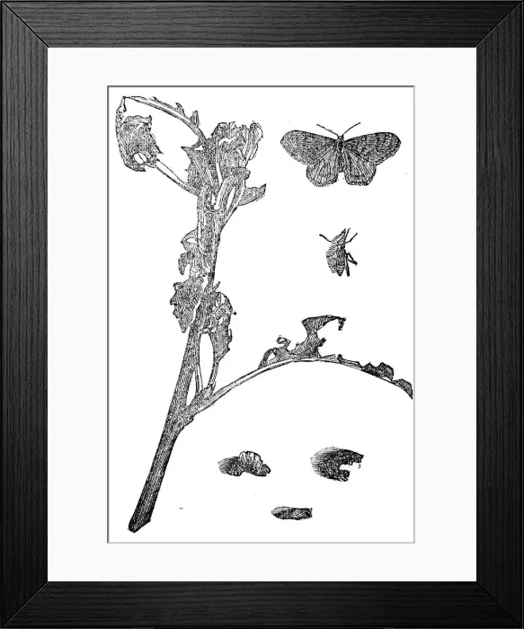 Framed Print : Winter Moths, 1858. Creator: Unknown Framed Print : Winter Moths, 1858. Creator: Unknown