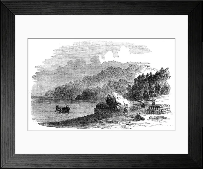 Framed Print : Boxwood Forest on the Shores of the Black Sea, 1858. Creator: Harvey Orrin Smith Framed Print : Boxwood Forest on the Shores of the Black Sea, 1858. Creator: Harvey Orrin Smith