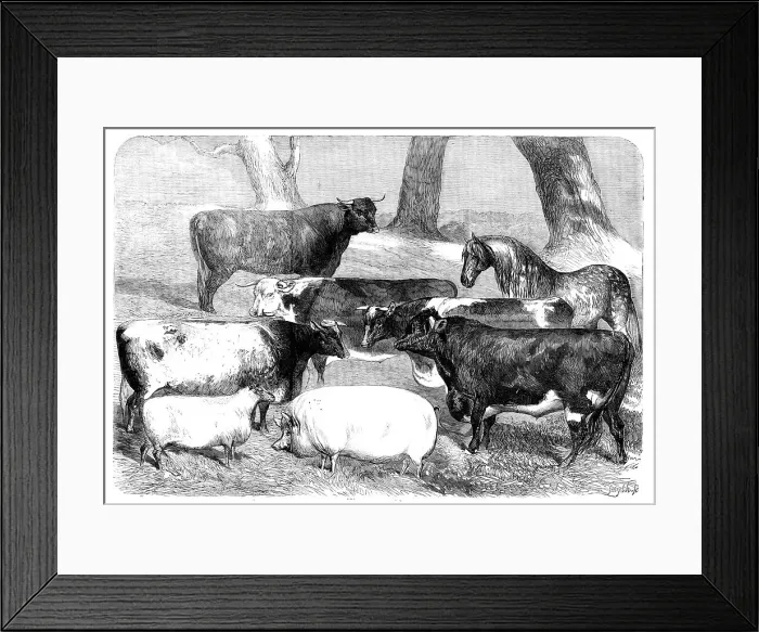 Framed Print : Prize Animals exhibited at the Meeting of the Royal Agricultural Society at Chester, 1858. Creator: Smyth Framed Print : Prize Animals exhibited at the Meeting of the Royal Agricultural Society at Chester, 1858. Creator: Smyth