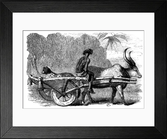 Framed Print : Sketches of Native Life in India - Hunting Leopard, Bengal, 1858. Creator: Unknown Framed Print : Sketches of Native Life in India - Hunting Leopard, Bengal, 1858. Creator: Unknown