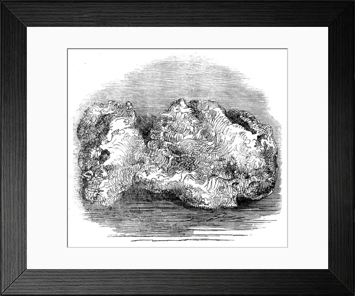 Framed Print : The Welcome Nugget, 1858. Creator: Unknown. The Welcome Nugget, 1858. Creator: Unknown Framed Print : The Welcome Nugget, 1858. Creator: Unknown. The Welcome Nugget, 1858. Creator: Unknown