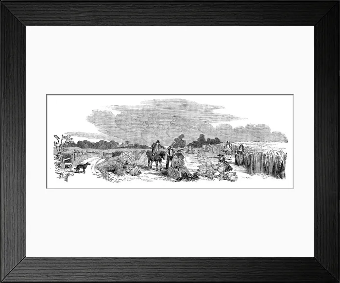 Framed Print : Harvest Operations - Reaping, 1858. Creator: Unknown Framed Print : Harvest Operations - Reaping, 1858. Creator: Unknown