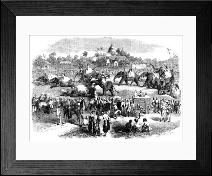 Framed Print : Elephant Steeplechase at Rangoon, 1858. Creator: Unknown