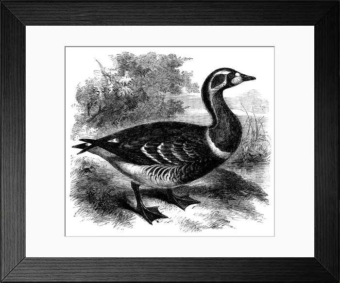 Framed Print : The Red-breasted Goose at the Zoological Society's Gardens, Regent's Park, 1858. Creator: Unknown Framed Print : The Red-breasted Goose at the Zoological Society's Gardens, Regent's Park, 1858. Creator: Unknown