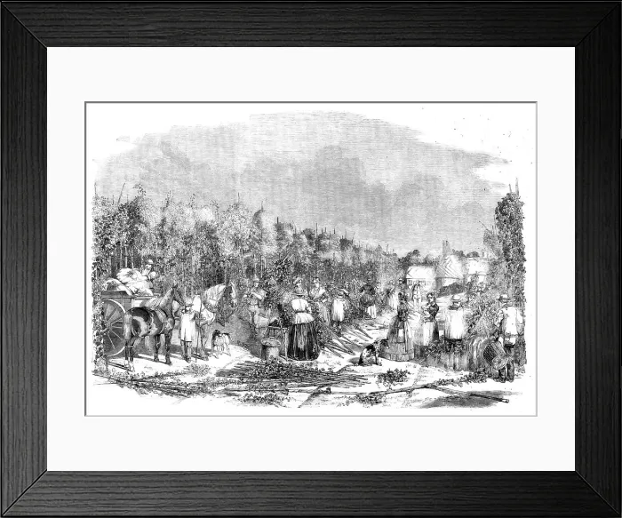 Framed Print : Hop-picking, 1858. Creator: Unknown Framed Print : Hop-picking, 1858. Creator: Unknown