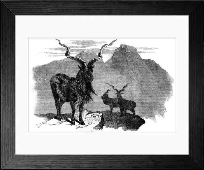 Framed Print : The Markore (Capra megaceros), 1858. Creator: Unknown Framed Print : The Markore (Capra megaceros), 1858. Creator: Unknown