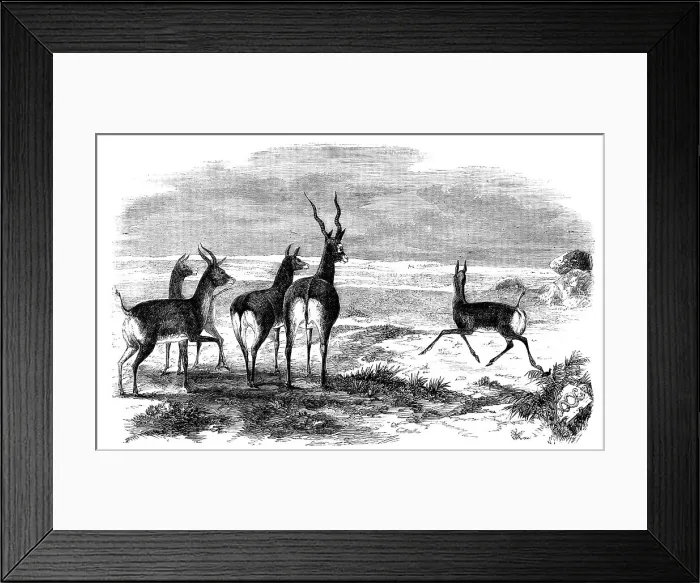 Framed Print : Antelope-Hunting in India - Antelopes Startled, 1858. Creator: Unknown Framed Print : Antelope-Hunting in India - Antelopes Startled, 1858. Creator: Unknown