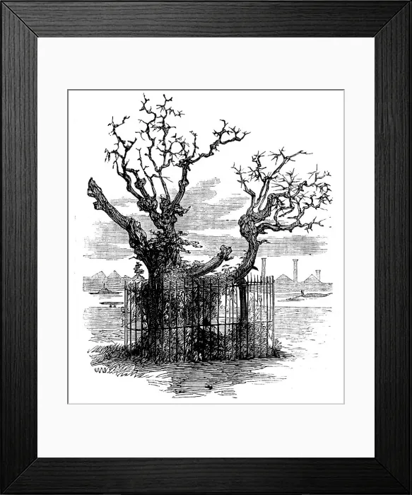 Framed Print : Trunk of an Aged Sycamore in the Temple Gardens, 1858. Creator: Unknown Framed Print : Trunk of an Aged Sycamore in the Temple Gardens, 1858. Creator: Unknown