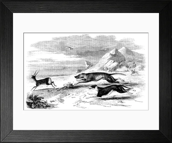 Framed Print : Antelope-Hunting in India - The Chase, 1858. Creator: Unknown Framed Print : Antelope-Hunting in India - The Chase, 1858. Creator: Unknown
