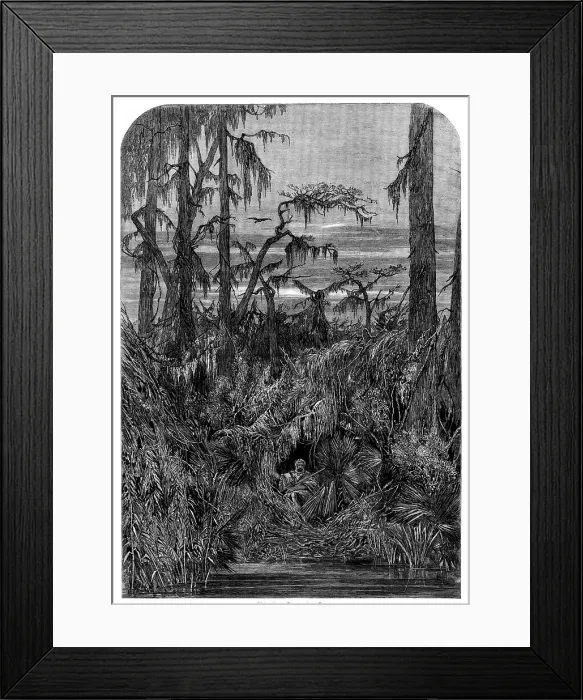 Framed Print : Transatlantic Sketches - a Swamp in Louisiana - from a drawing by Mrs. Bodichon, 1858. Creator: Unknown