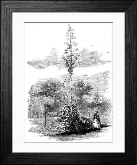 Framed Print : American Aloe in Bloom in the Gardens of the Royal Botanic Society, Regent's Park, 1858. Creator: Unknown Framed Print : American Aloe in Bloom in the Gardens of the Royal Botanic Society, Regent's Park, 1858. Creator: Unknown