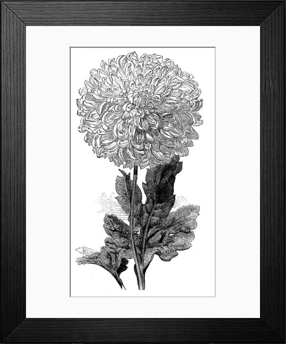 Framed Print : The Vesta Chrysanthemum now in bloom in the Temple Gardens, 1858. Creator: Unknown. The Vesta Chrysanthemum now in bloom in the Temple Gardens, 1858. Creator: Unknown Framed Print : The Vesta Chrysanthemum now in bloom in the Temple Gardens, 1858. Creator: Unknown. The Vesta Chrysanthemum now in bloom in the Temple Gardens, 1858. Creator: Unknown