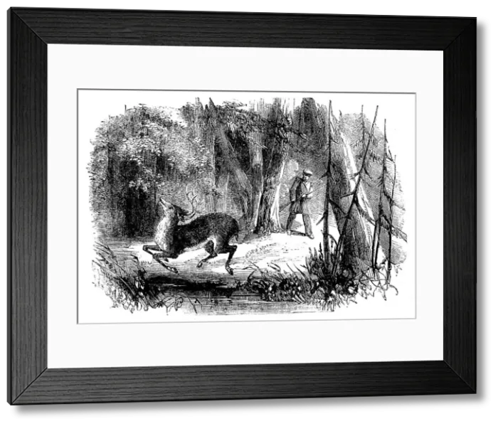 Framed Print : Sporting Scenes in Canada - Deerstalking: the Death Jump, 1858. Creator: Unknown Framed Print : Sporting Scenes in Canada - Deerstalking: the Death Jump, 1858. Creator: Unknown
