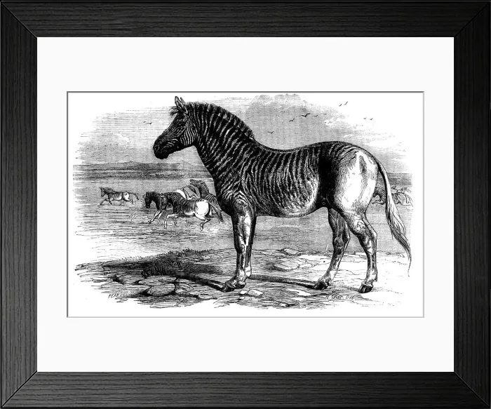 Framed Print : The Quagga in the Zoological Society's Gardens, Regent's Park, 1858. Creator: Pearson Framed Print : The Quagga in the Zoological Society's Gardens, Regent's Park, 1858. Creator: Pearson