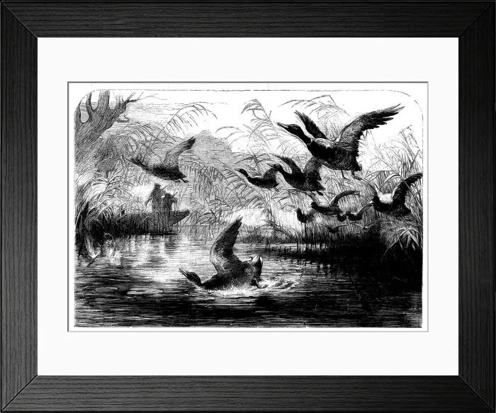 Framed Print : Wild Fowl Shooting, 1858. Creator: Unknown Framed Print : Wild Fowl Shooting, 1858. Creator: Unknown