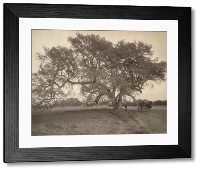 Framed Print : Oak Grove Near Pasadena, California, c.1900. Creator: William H. Jackson Framed Print : Oak Grove Near Pasadena, California, c.1900. Creator: William H. Jackson