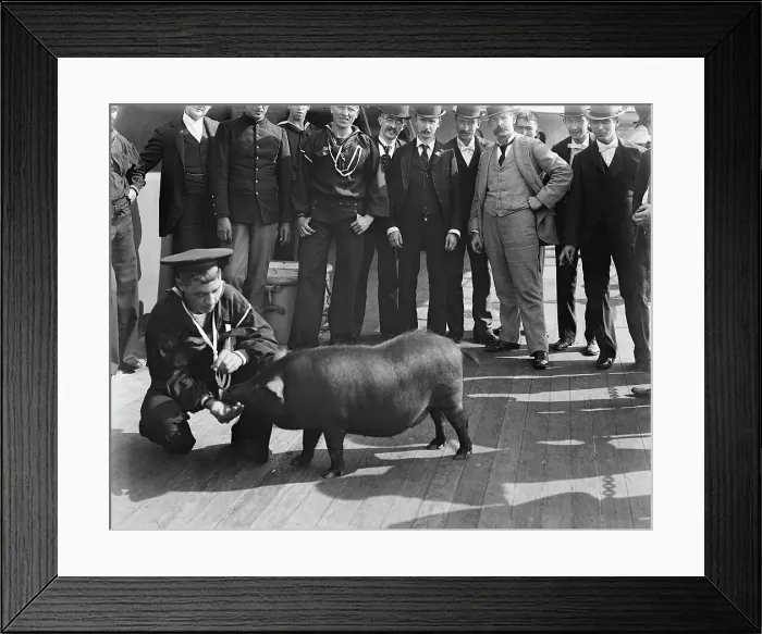 Framed Print : U.S.S. Iowa, pig taken from Spanish cruiser [Cristobal] Colon, ca 1898. Creator: Unknown