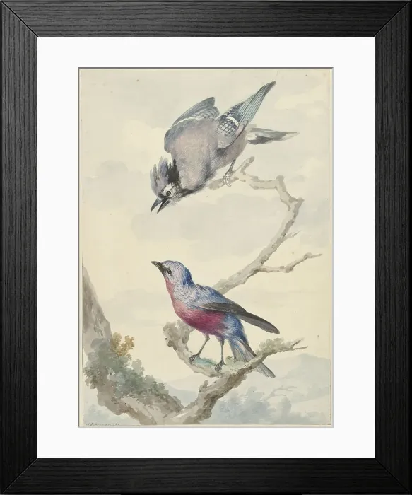 Framed Print : Two birds: a blue jay and a purple breast motinga, 1760. Creator: Aert Schouman Framed Print : Two birds: a blue jay and a purple breast motinga, 1760. Creator: Aert Schouman