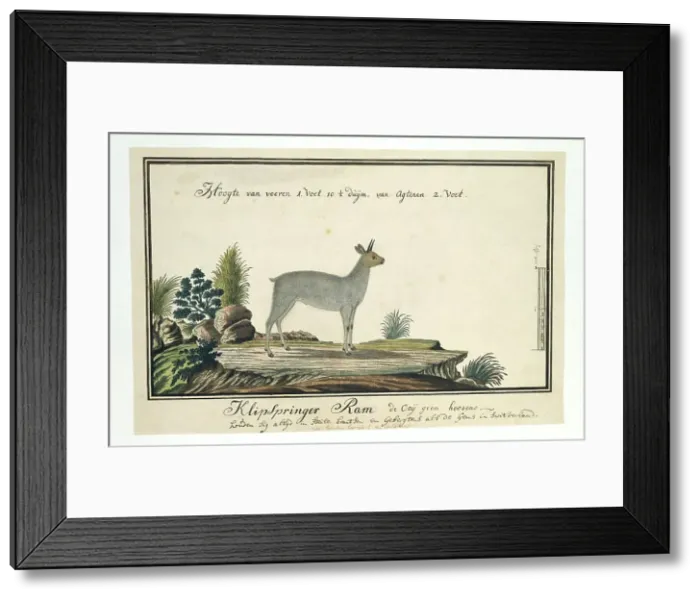 Framed Print : Oreotragus oreotragus (Klipspringer), 1777-1786. Creator: Robert Jacob Gordon Framed Print : Oreotragus oreotragus (Klipspringer), 1777-1786. Creator: Robert Jacob Gordon